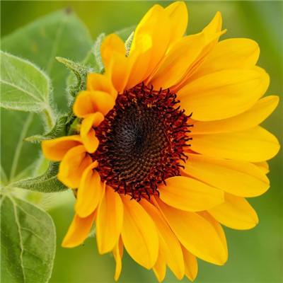 太阳集团电子游戏